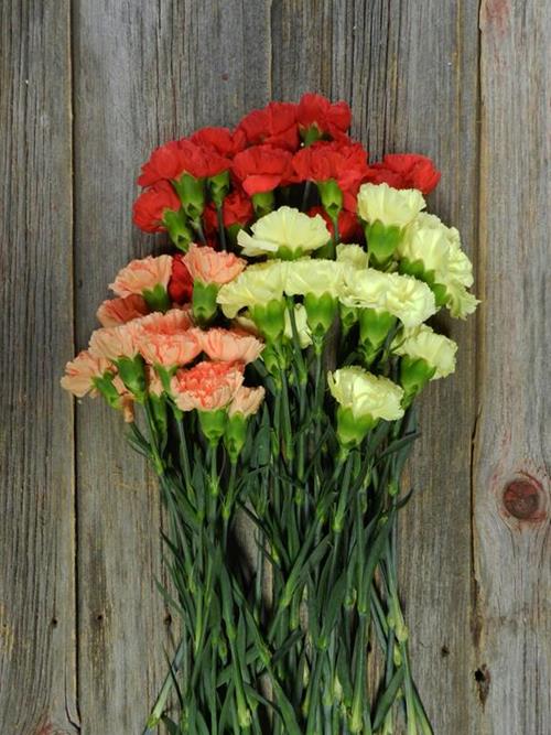 FALL PACK - RED, ORANGE, & YELLOW ASSORTED CARNATIONS